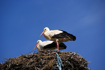 Image showing Storks