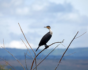 Image showing Great Cormorant