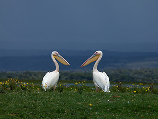 Image showing Great White Pelicans facing each other