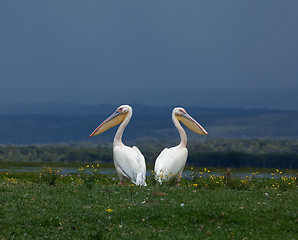 Image showing Great White Pelicans facing away from each other