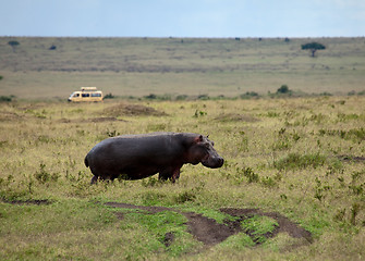 Image showing Hippopotamus on the Masai Mara