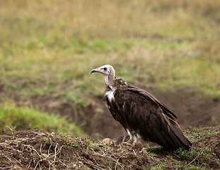 Image showing Hooded Vulture