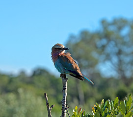 Image showing Lilac-breasted Roller