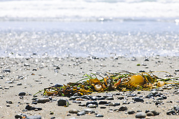 Image showing Beach detail on Pacific ocean coast of Canada