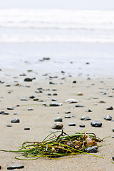 Image showing Beach detail on Pacific ocean coast of Canada