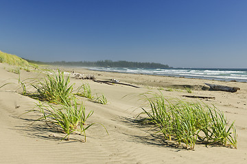 Image showing Ocean shore in Pacific Rim National park, Canada
