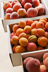 Image showing Fruit for sale