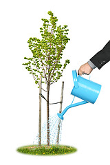 Image showing Businessman watering young tree