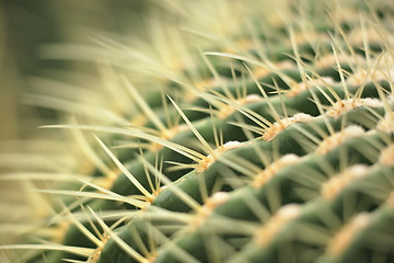 Image showing cactus close up