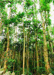 Image showing forest