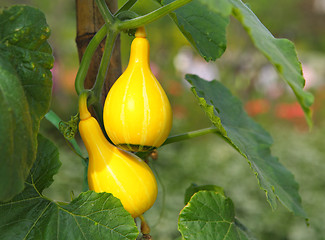 Image showing small pumpkin