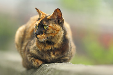 Image showing cat