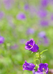 Image showing flower in spring time