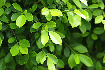 Image showing green leaf