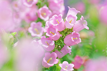 Image showing pink flowers in spring time