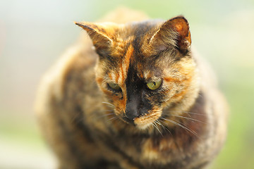 Image showing cat