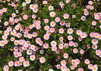 Image showing pink flower background