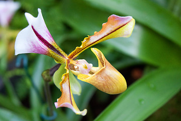 Image showing paphiopedilum orchid