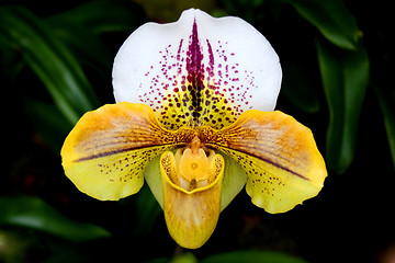 Image showing paphiopedilum orchid