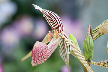 Image showing paphiopedilum orchid