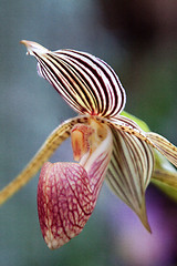 Image showing paphiopedilum orchid