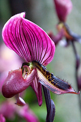 Image showing paphiopedilum orchid