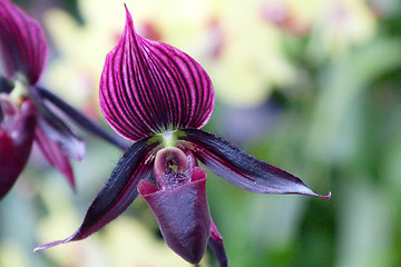 Image showing paphiopedilum orchid