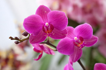 Image showing Phalaenopsis Orchid