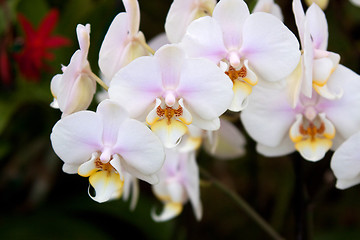 Image showing Phalaenopsis Orchid