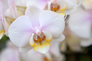Image showing Phalaenopsis Orchid