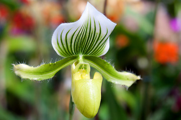 Image showing paphiopedilum orchid