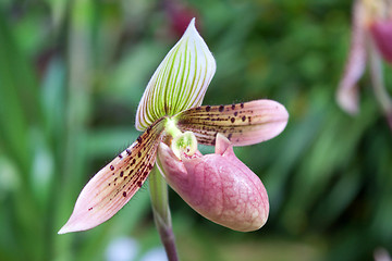 Image showing paphiopedilum orchid