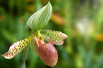 Image showing paphiopedilum orchid