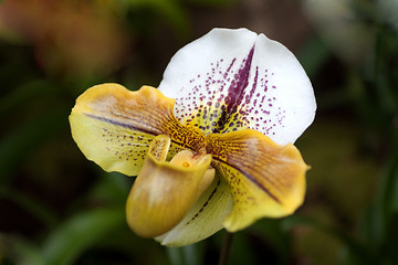 Image showing paphiopedilum orchid