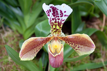 Image showing paphiopedilum orchid