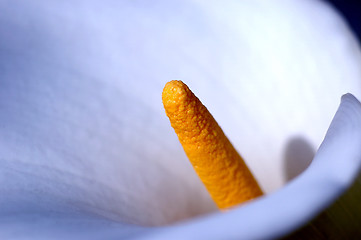 Image showing calla aethiopica