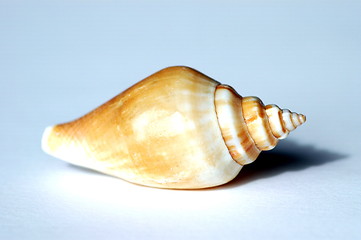 Image showing whelk