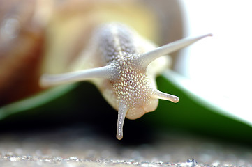 Image showing white snail