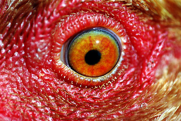 Image showing chicken eye