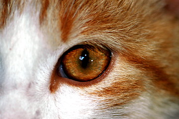 Image showing cat eye