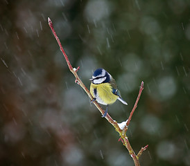 Image showing Blue Tit in Snow