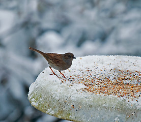 Image showing Dunnock on snowy feeder