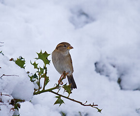 Image showing House Sparrow female in snow
