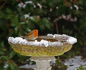 Image showing Robin on bird bath in snow