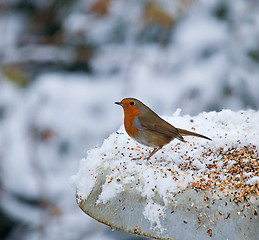 Image showing European Robin on feeder in snow