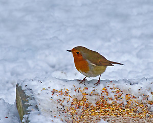 Image showing European Robin on ground feeder in snow