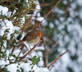 Image showing European Robin on hedge in snow