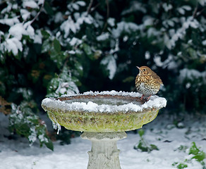 Image showing Song Thrush on bird bath in snow