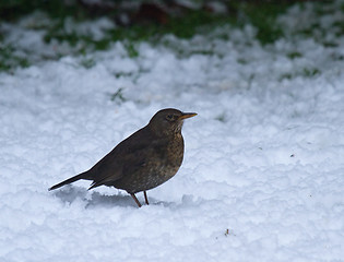 Image showing Young European Blackbird in snow