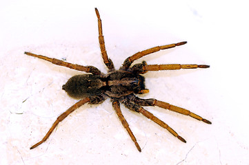 Image showing spider